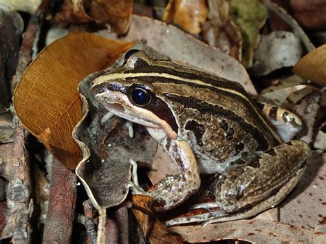 Striped Marsh Frog - The Australian Museum