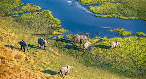 e 1200x650 Elephants Okavango Delta - Stubborn Mule Travel