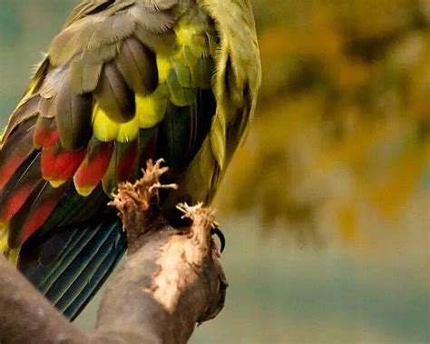 Regent parrot - Facts, Diet, Habitat & Pictures on Animalia.bio