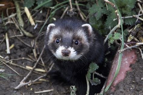 European Polecat Facts, Habitat, Diet, Pictures