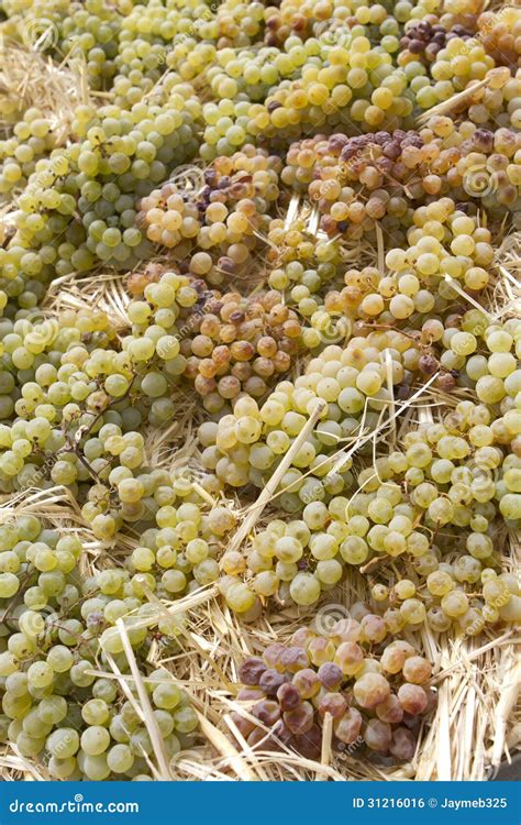 Drying Grapes stock photo. Image of drying, full, leaves - 31216016