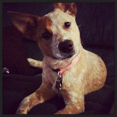 38 Dog-bull terriior/red heeler ideas | red heeler, heeler, puppies