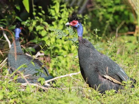 crested guineafowl sp. - eBird