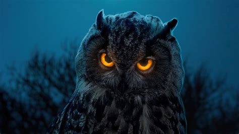 Owl Glowing Eyes 4k Owl Glowing Eyes 4k wallpapers | Owl wallpaper ...