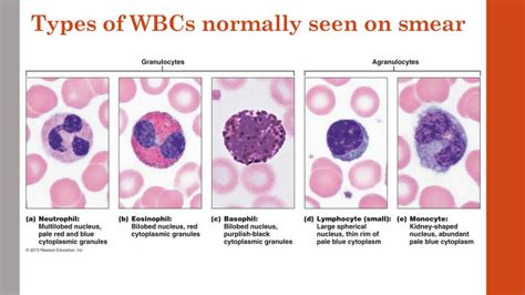 PPT - Lecture 2 and 3 Leukopoiesis, bone marrow, WBC disorders Abdulkarim Aldosari PowerPoint ...