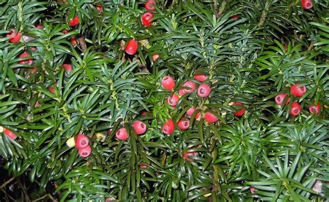 TYPES of FLOWERS: Types of Yew Flowers