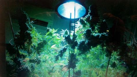 Best LED Grow Lights for Weed on Amazon