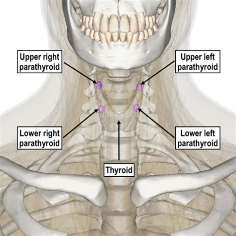 Anatomy Of Parathyroid Gland