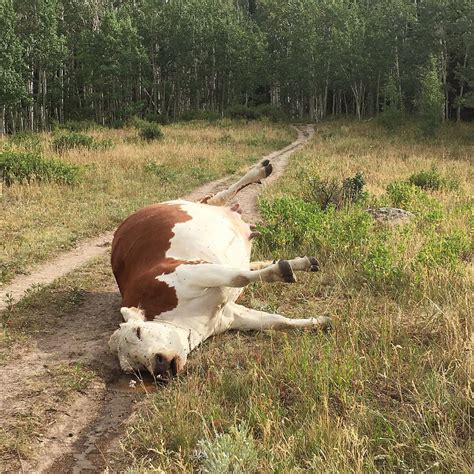 Forest Service looks to move dead cow on Sopris trail | PostIndependent.com