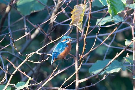 Kingfisher Beak Forest - Free photo on Pixabay