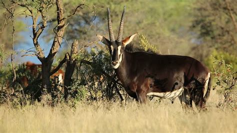 Male Sable Antelope (Hippotragus Niger) In Natural Habitat, South ...