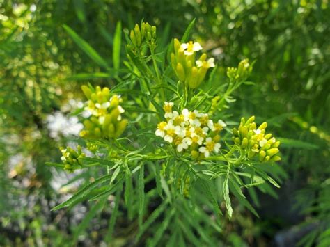 Mexican Marigold AKA Huacatay Peruvian Black Mint Seeds (Certified ...