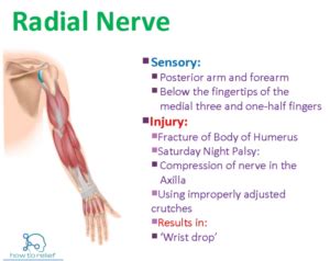 Radial Nerve : Course, Motor, Sensory & Common Injuries » How To Relief