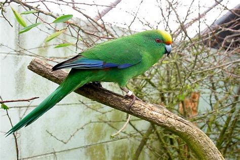 The Unique Parrots Of New Zealand - WorldAtlas