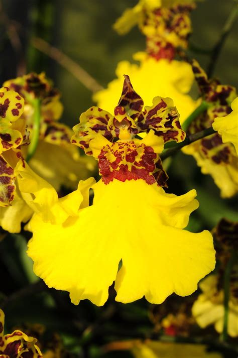 Oncidium hybrid (Sultamyre?) | Grown by Orchideen Holm, Germ… | Flickr