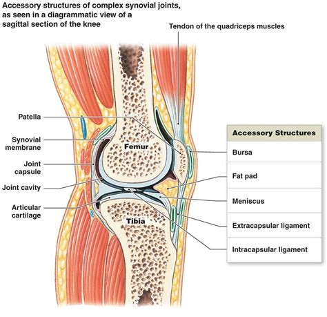 Knee Ligament Diagrams to Print | 101 Diagrams