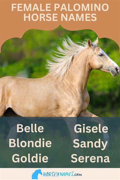 210+ Palomino Horse Names with Generator