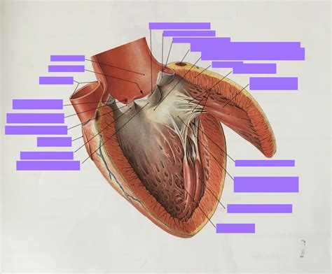 left ventricle Diagram | Quizlet