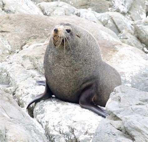 New Zealand Fur Seal photo - JAGpix photos at pbase.com