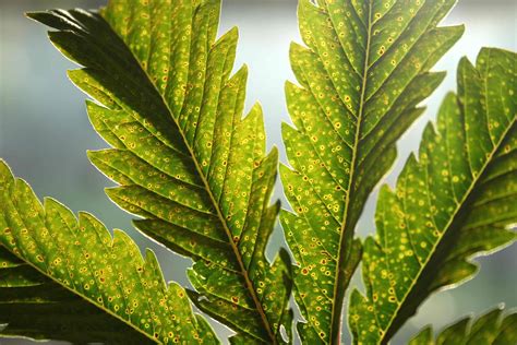 Combatting Leaf Spot Fungal Infection. - General Growing Questions - UK420