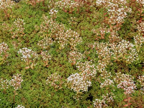 Sedum album 'Coral Carpet' - World of Succulents