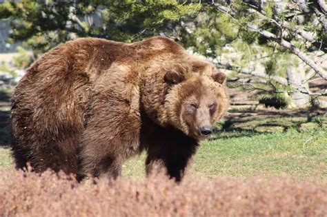 The 3 Largest Bears in the United States Are Massive Forces of Nature ...