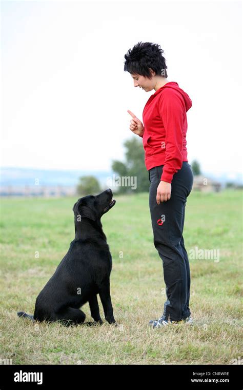 Labrador Retriever (Canis lupus f. familiaris), training with mistress ...