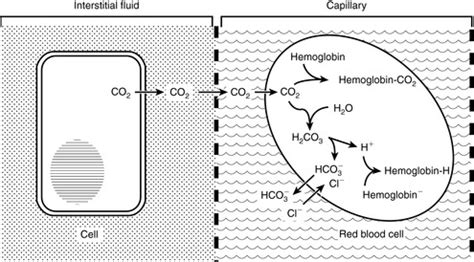 Respiratory Acid-Base Disorders | Veterian Key