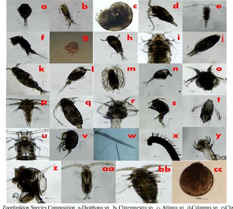 Figure 2 from Marine Zooplankton Distribution Model and Seriation Index ...