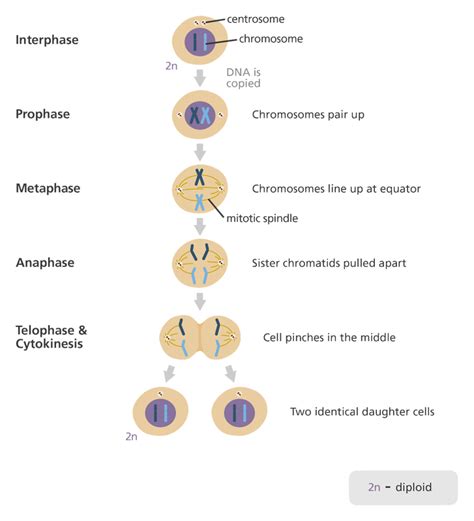 Cell Cycle and Mitosis - hannah tyner