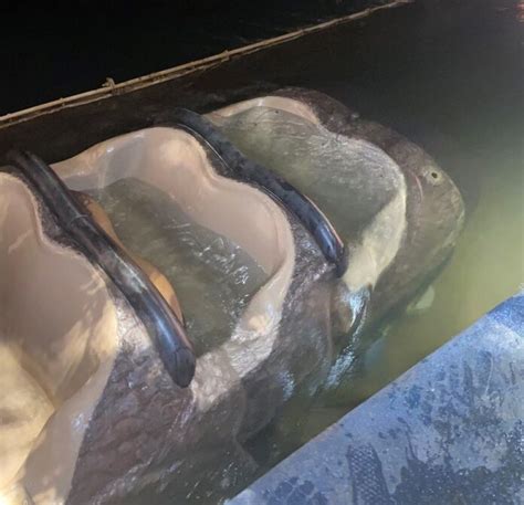 Splash Mountain Ride Vehicle Sinks at Magic Kingdom, Guests Evacuated