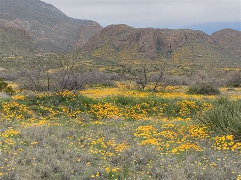 El Paso TX | Poppy flower, Natural landmarks, Landmarks