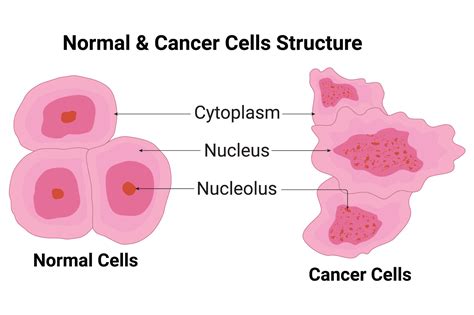 Normal Cell and Cancer Cell Structure Grafik Von hamjaiu · Creative Fabrica