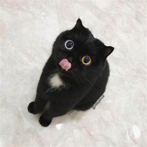 Internet goes crazy over adorable odd-eyed black cat named 'Milk' - Mothership.SG - News from ...