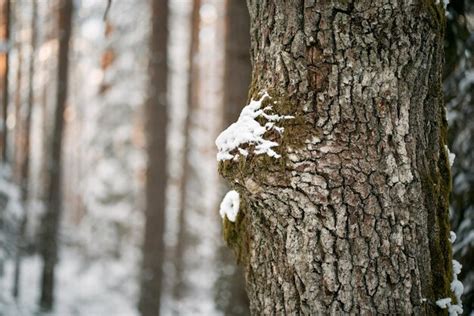 Premium Photo | Winter forest landscape Snowcovered nature of European ...