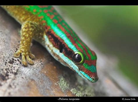 Phelsuma inexpectata | Animals, Amphibians, Reptiles