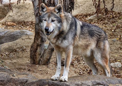 Mexican Wolf Looking DSC_0269 | L Cowles Photography