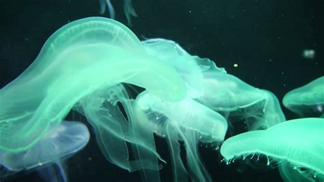 Colorful Luminescent Moon Jellyfish In Water Stock Footage SBV ...