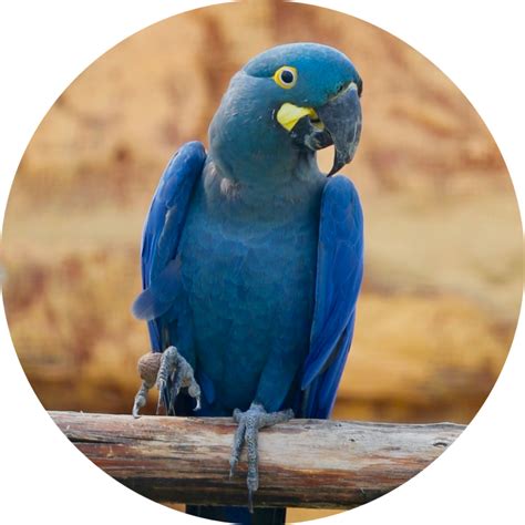 MACAW PARROT | BEST PET BIRDS