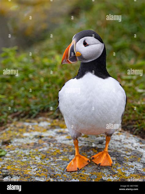 Atlantic Puffins during mating season Stock Photo - Alamy