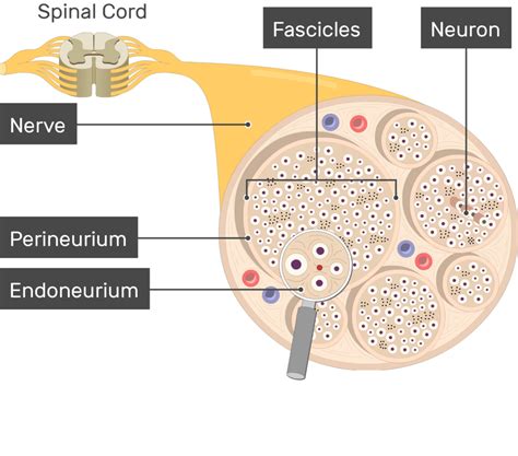 Nerve Structure (Anatomy and diagram) | GetBodySmart