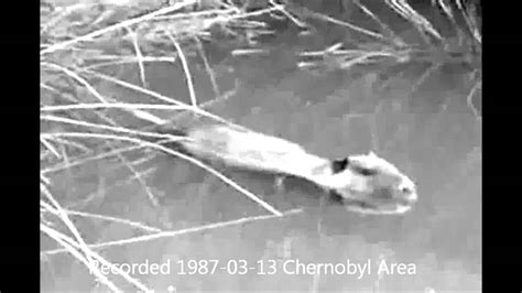 Giant Mutant Rat - Chernobyl Nuclear Accident - YouTube