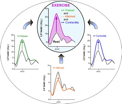 Influence of preload, afterload, and contractility on LV twist. Top... | Download Scientific Diagram