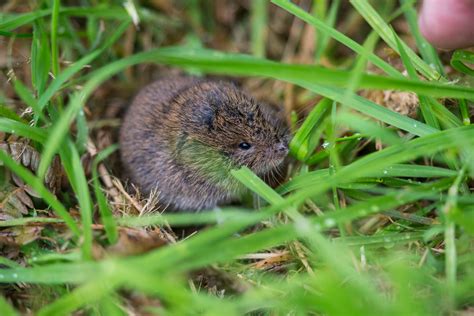 Darley Dale Wildlife: Bank Vole feeding in the open