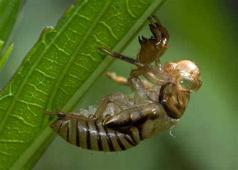 Insect Exoskeleton - Neocicada hieroglyphica - BugGuide.Net