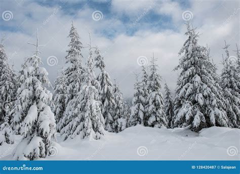 Winter wonderland forest stock image. Image of blue - 128420487