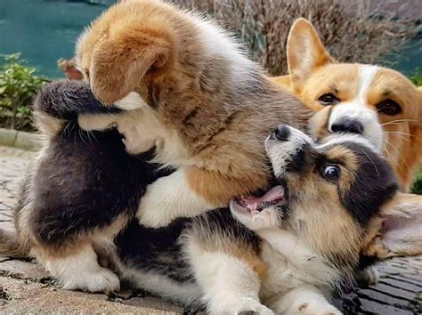 Playful corgi pups : r/corgi