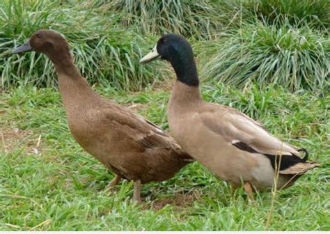 Khaki Campbell | Duck breeds, Khaki campbell ducks, Breeds