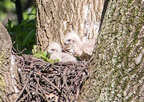 Red Tailed Hawks Nesting | Red Tailed Hawks Nesting | Flickr