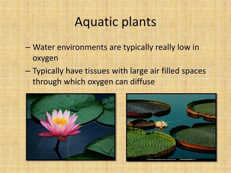 PPT - Plant Responses and Adaptations PowerPoint Presentation, free download - ID:2173583